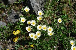 Dryas octopetala0